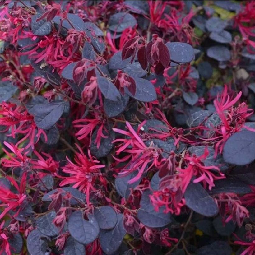 Loropetalum chinense Black Pearl - Riemenblüte (Blüte)