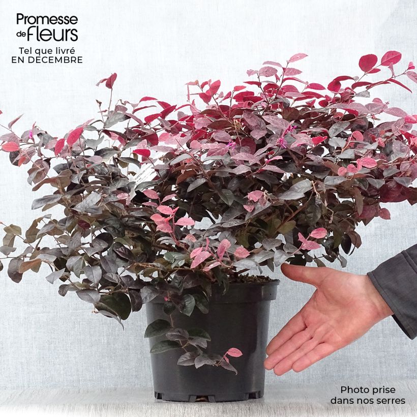 Exemplar von Loropetalum chinense Ever Red Pot de 3L/4L wie im Winter geliefert