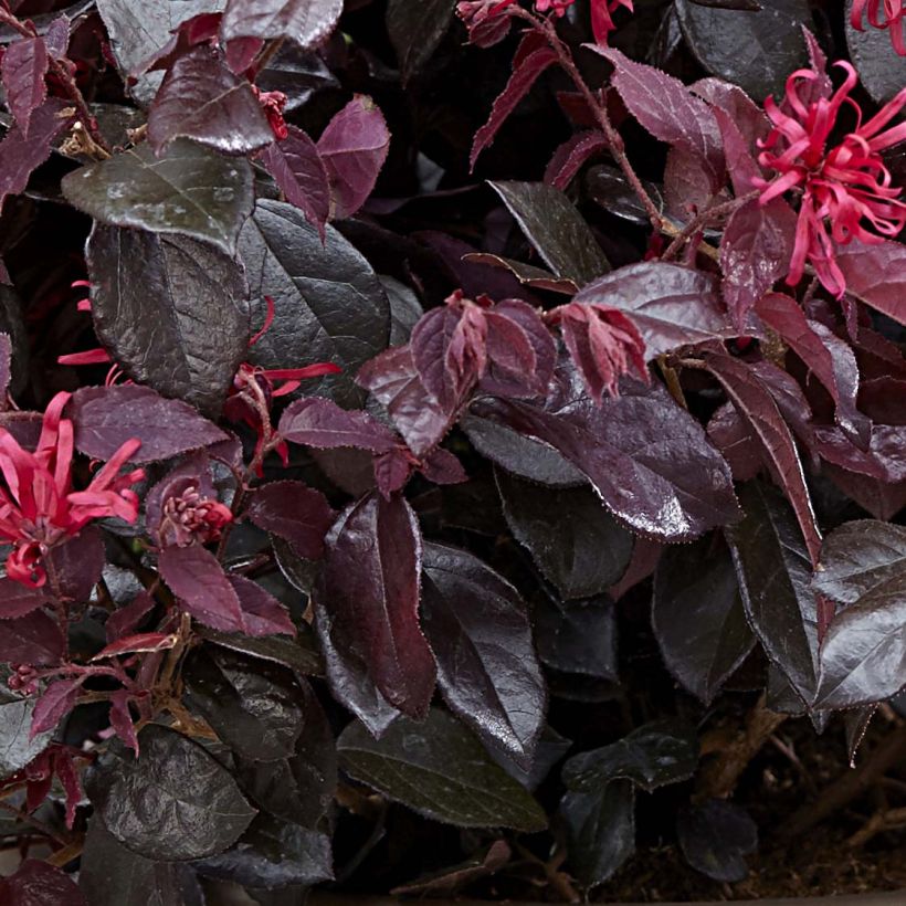 Loropetalum chinense Ever Red - Riemenblüte (Laub)