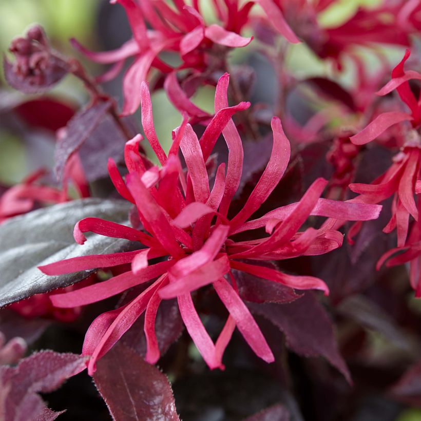 Loropetalum chinense Ever Red - Riemenblüte (Blüte)