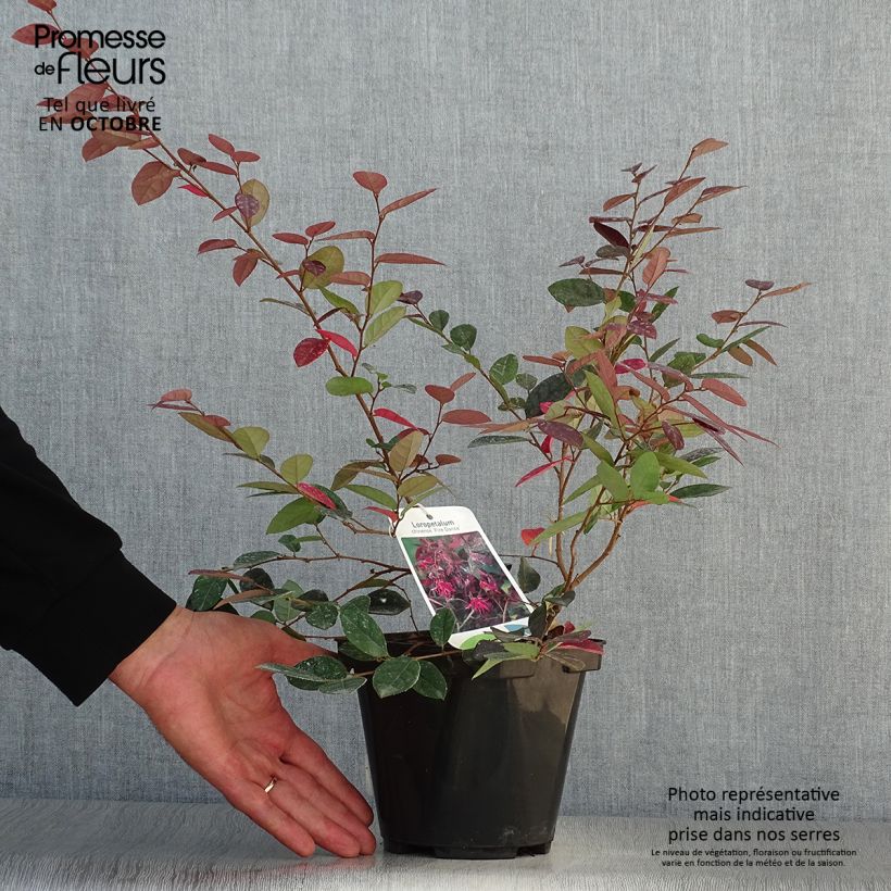 Exemplar von Loropetalum chinense Fire dance en pot de 2L/3L wie im Herbst geliefert