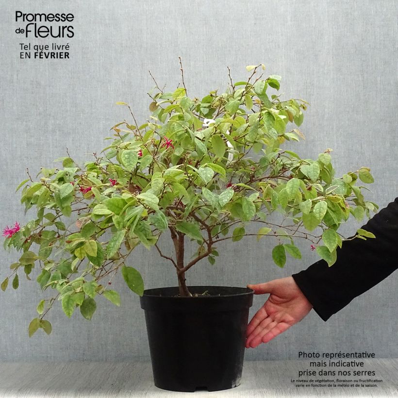 Exemplar von Loropetalum chinense Ming Dynasty Pot de 6L wie im Winter geliefert