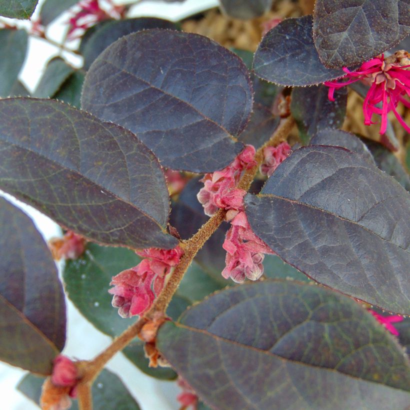 Loropetalum chinense Pipa's Red - Riemenblüte (Laub)