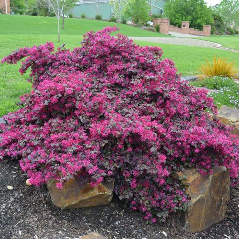 Loropetalum chinense Plum Gorgeous - Riemenblüte (Hafen)