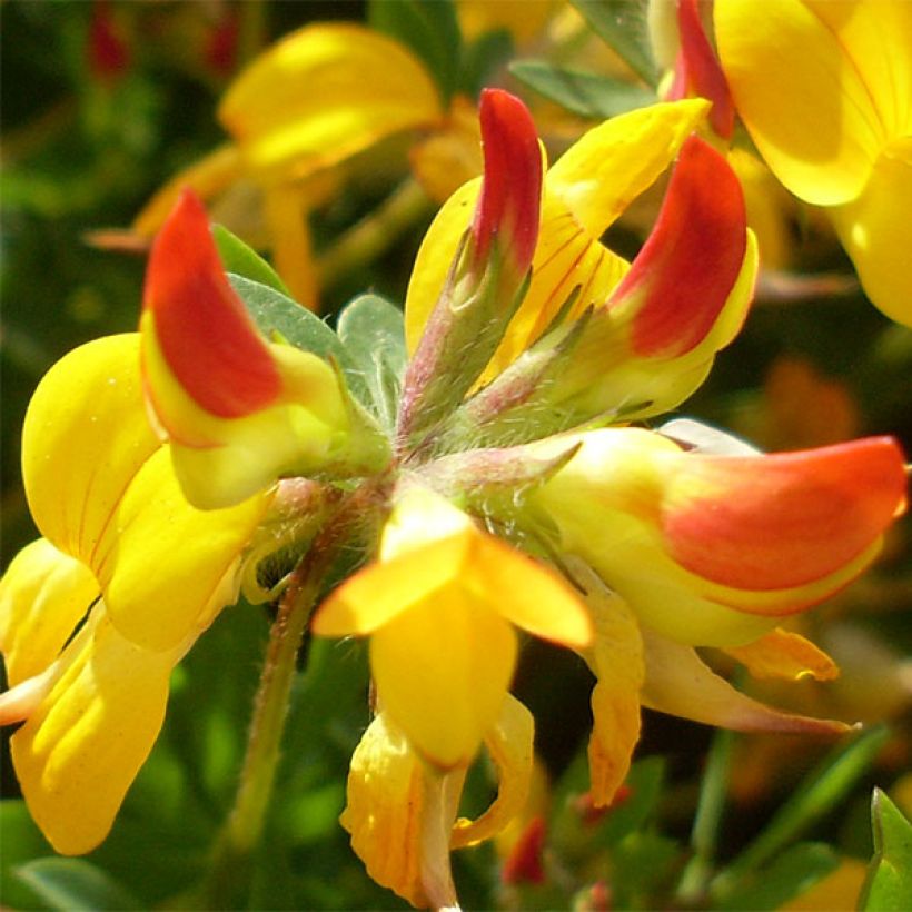 Lotus corniculatus Plenus - Gemeiner Hornklee (Blüte)