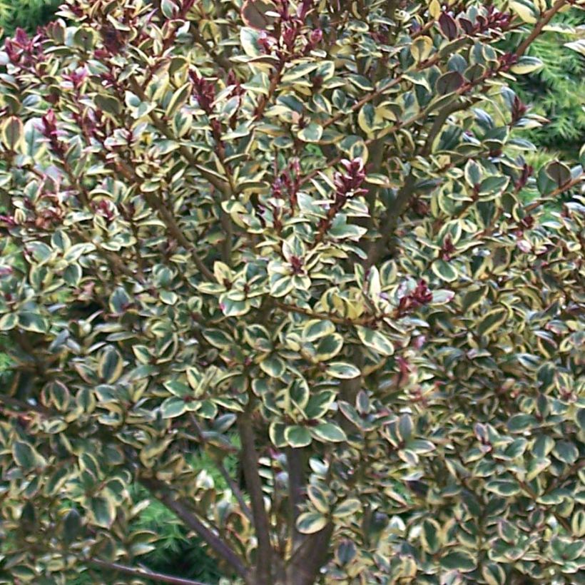 Luma apiculata Glanleam Gold - Chilenische Myrte (Laub)