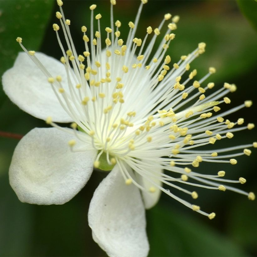 Luma chequen - Chilenische Myrte (Blüte)