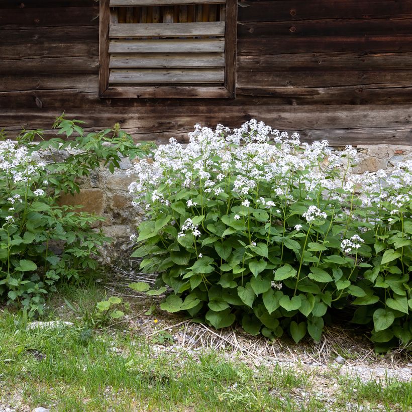 Ausdauerndes Silberblatt - Lunaria rediviva (Hafen)