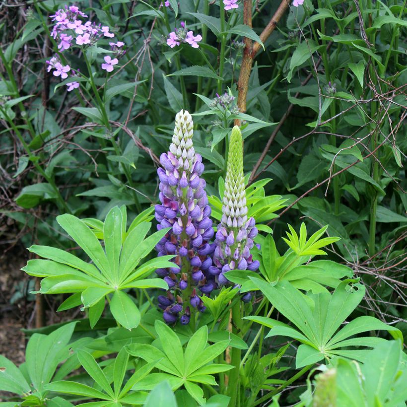 Staudenlupine Gallery Blue (Blüte)