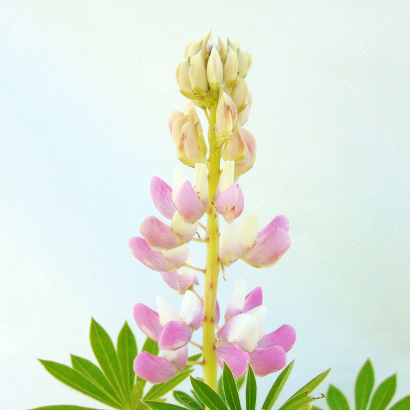 Staudenlupine Gallery Pink (Blüte)