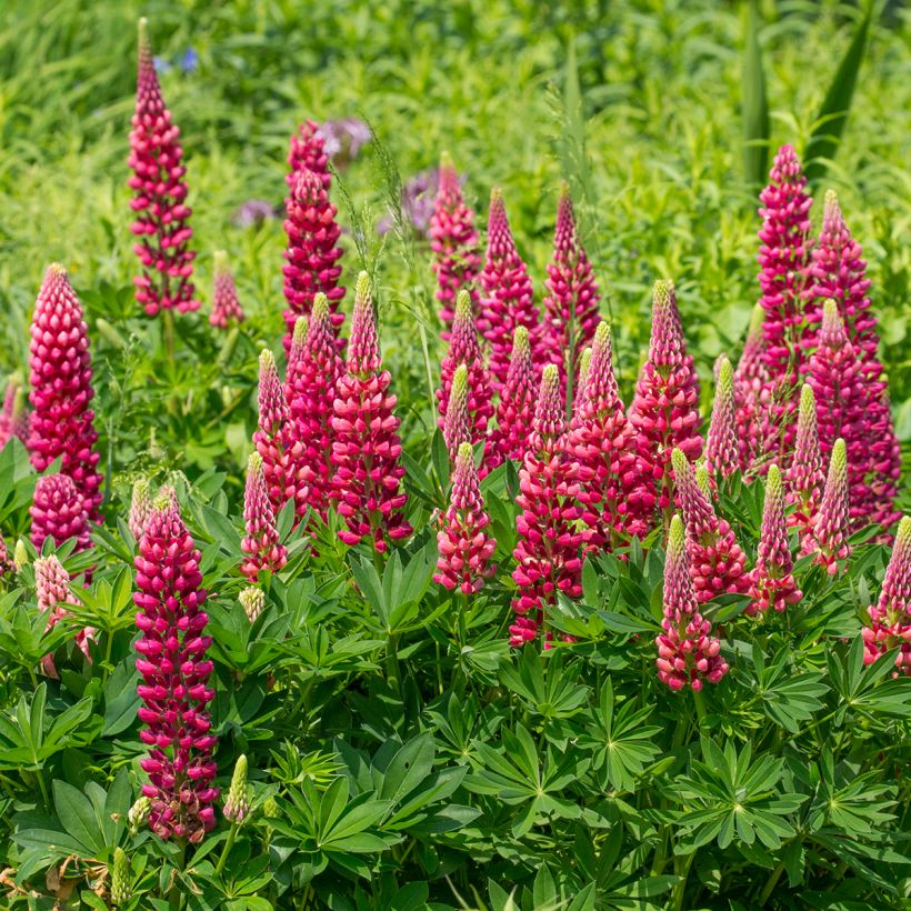 Staudenlupine Gallery Red (Hafen)