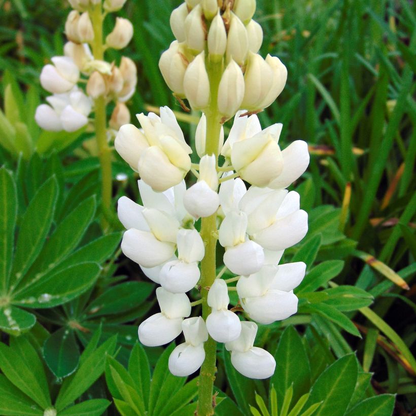 Staudenlupine Gallery White (Blüte)