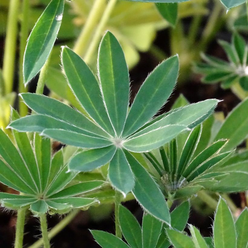 Staudenlupine Noblemaiden (Laub)