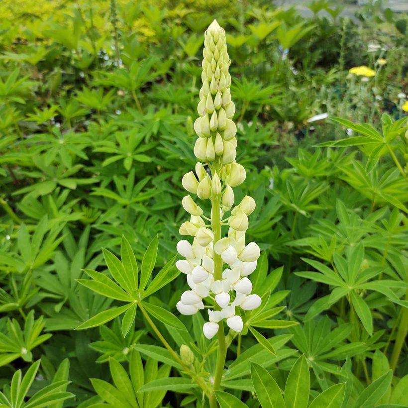 Staudenlupine Noblemaiden (Blüte)