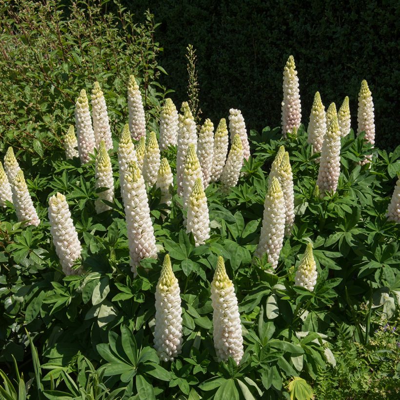 Staudenlupine Noblemaiden (Hafen)