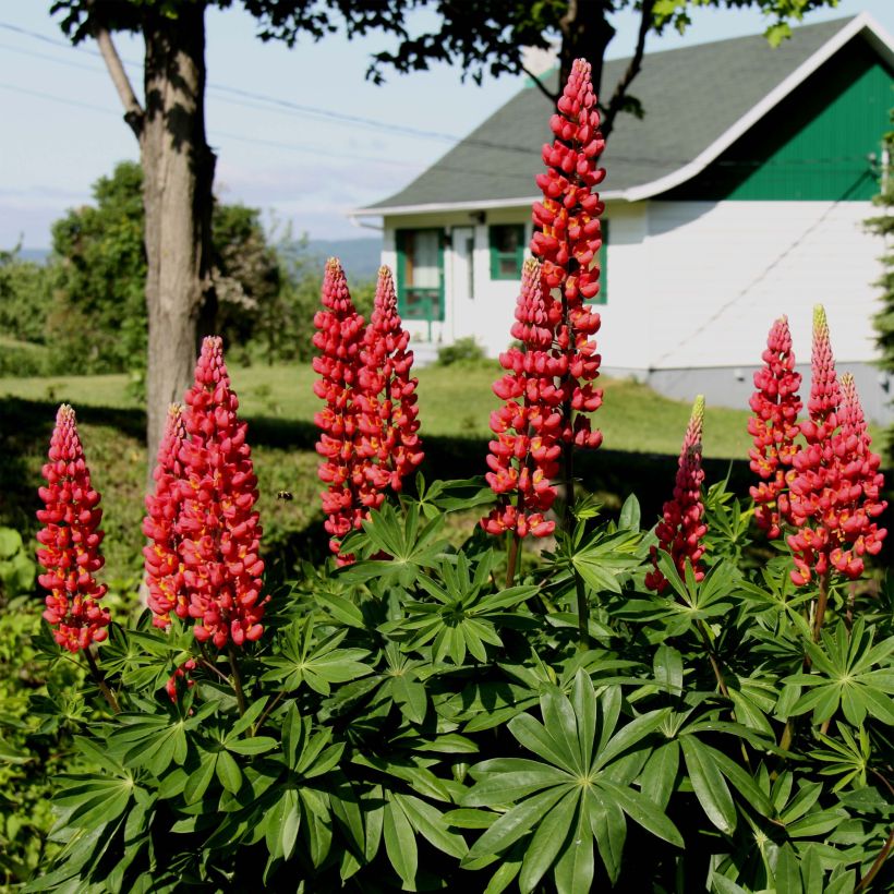 Staudenlupine Les Pages (Blüte)