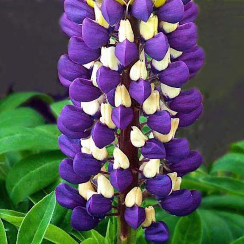 Staudenlupine Purple Emperor (Blüte)