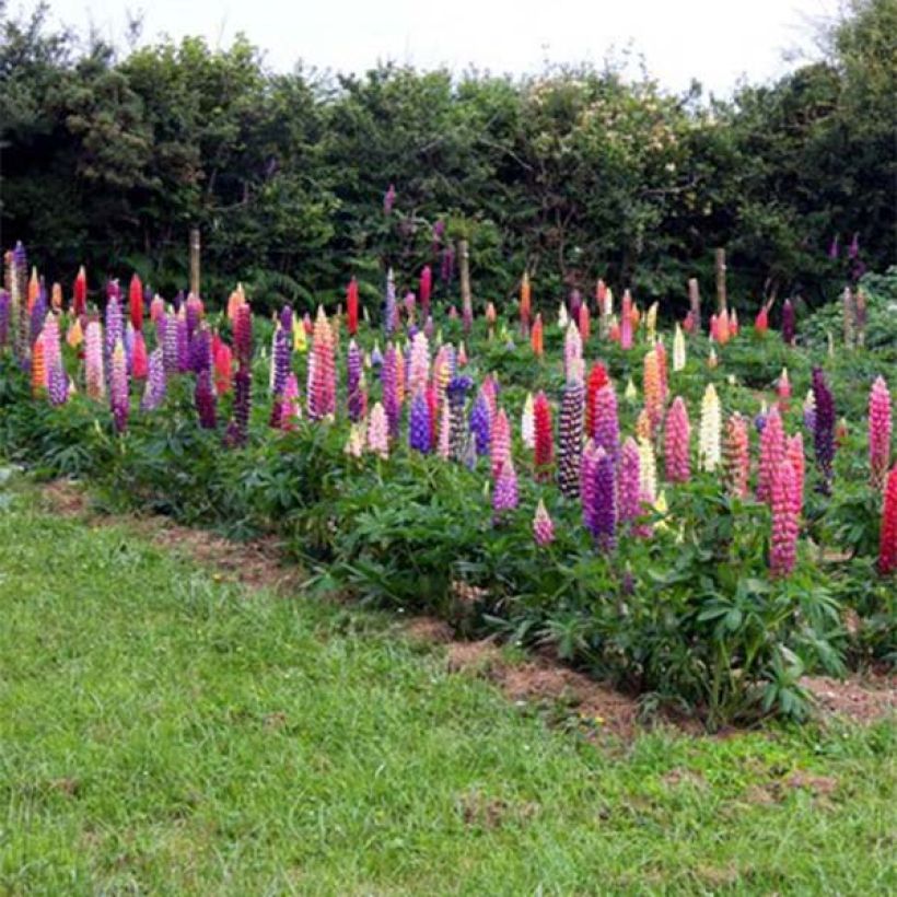 Staudenlupine Russell Band of Nobles (Blüte)