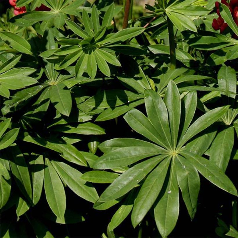 Staudenlupine West Country Terracotta (Laub)