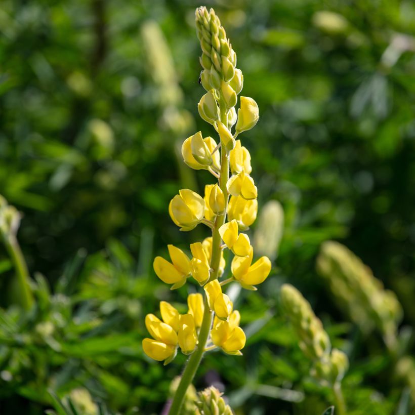 Baum-Lupine - Lupinus arboreus (Blüte)