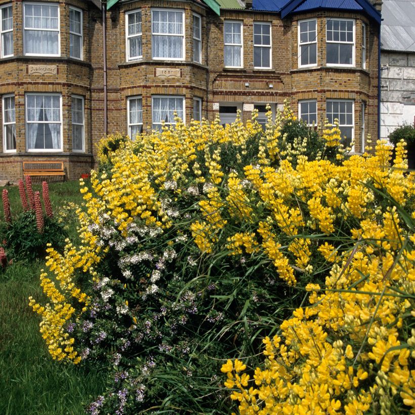 Baum-Lupine - Lupinus arboreus (Hafen)