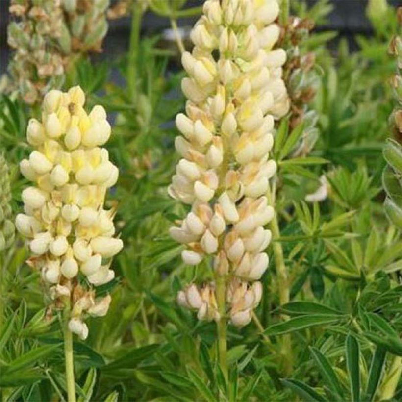 Staudenlupine Chandelier (Blüte)