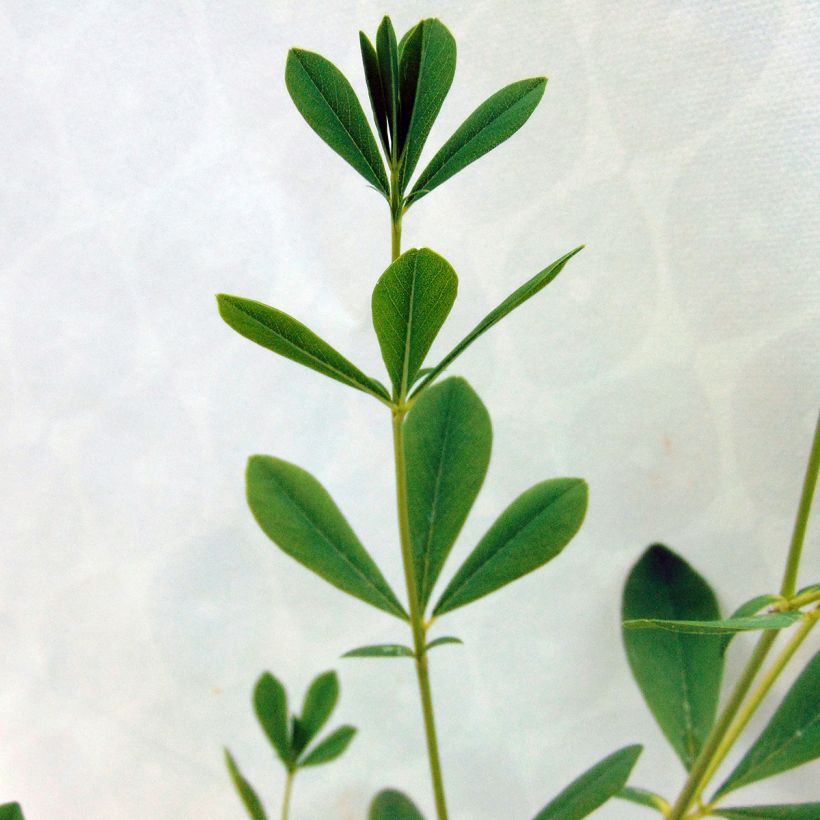 Baptisia australis Alba - Indigolupine (Laub)