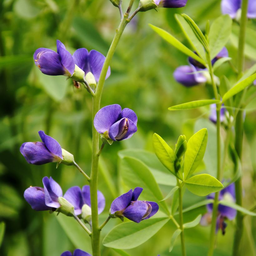 Baptisia australis - Färberhülse (Blüte)