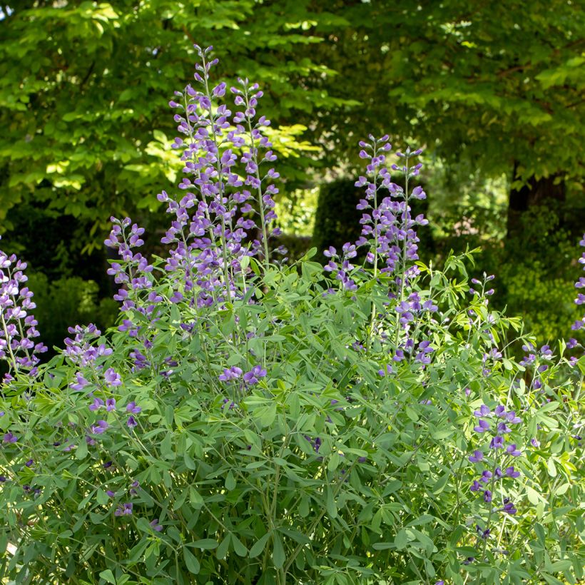 Baptisia australis - Färberhülse (Hafen)