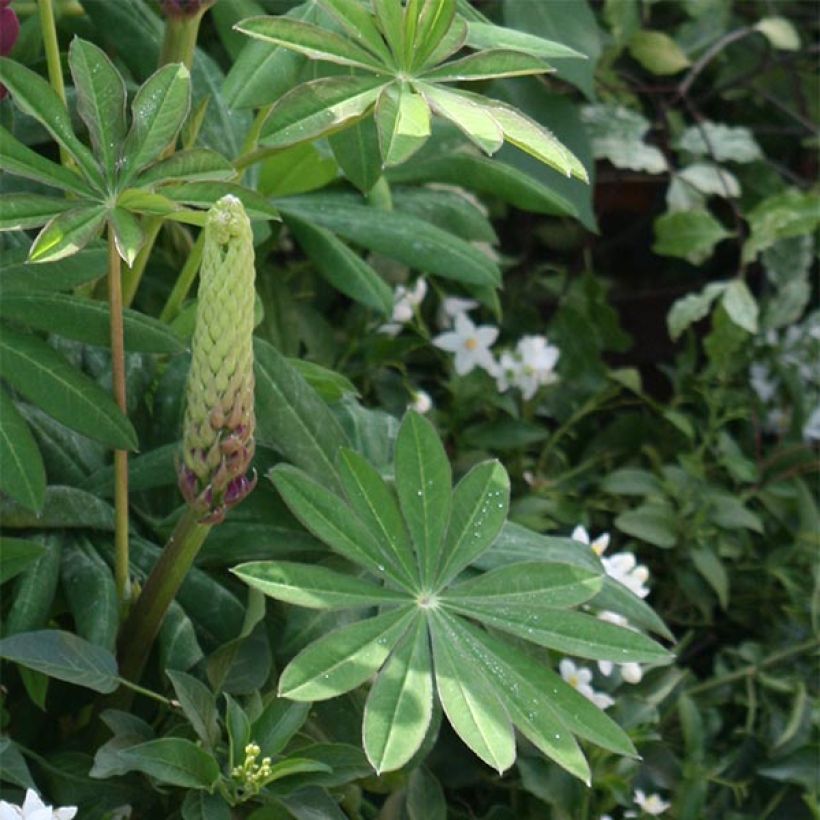 Staudenlupine Masterpiece (Laub)