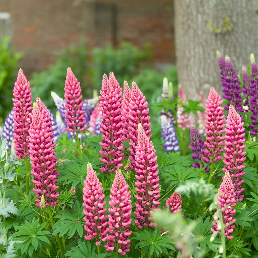 Staudenlupine Minaret (Hafen)