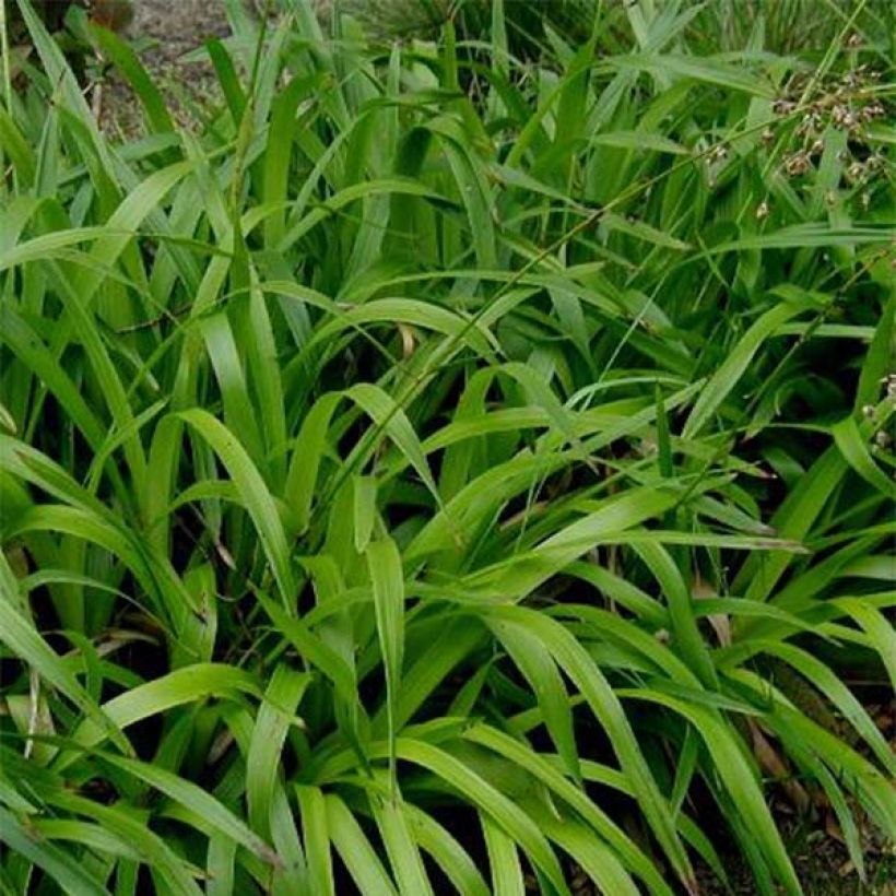 Wald-Hainsimse - Luzula sylvatica (Laub)