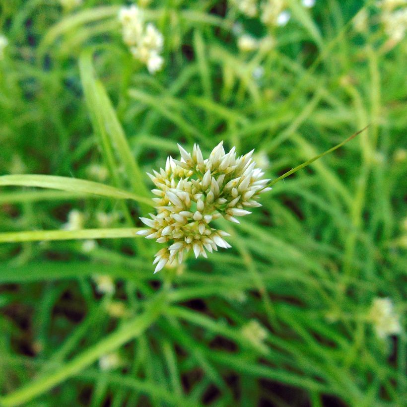 Schnee-Hainsimse - Luzula nivea (Blüte)