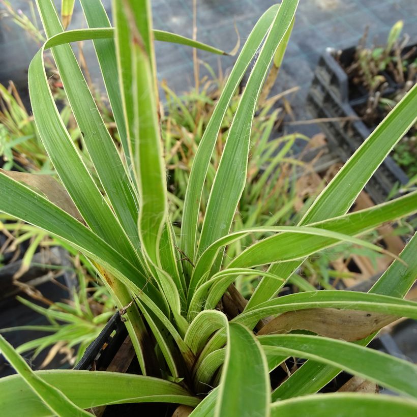 Wald-Hainsimse Marginata - Luzula sylvatica (Laub)