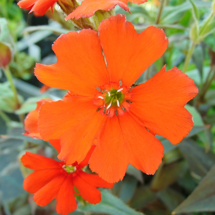 Vulkan-Lichtnelke Vesuvius - Lychnis arkwrightii (Blüte)