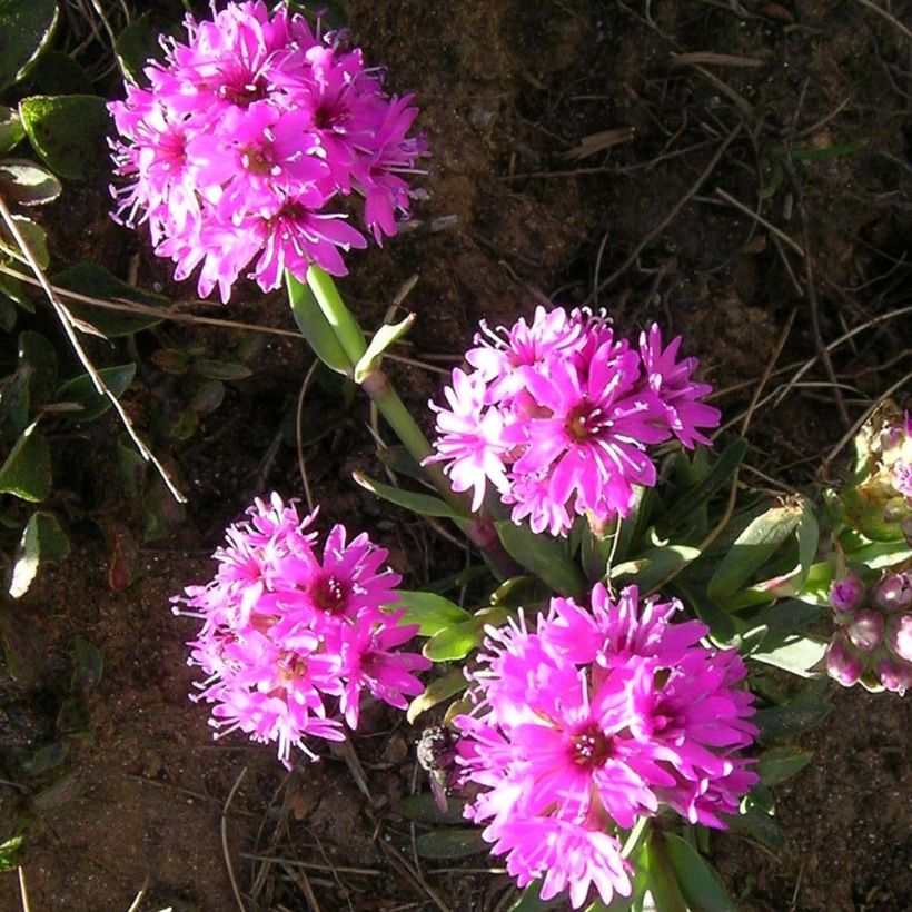 Alpen-Lichtnelke - Lychnis alpina (Blüte)