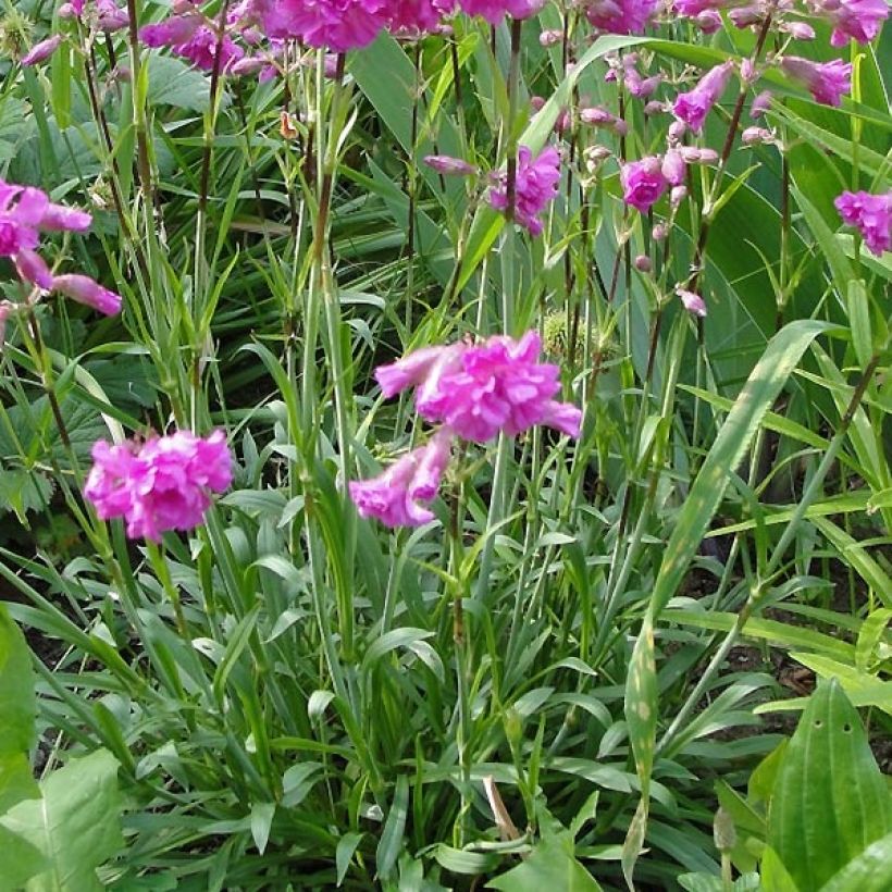 Alpen-Lichtnelke Rosea - Lychnis alpina (Laub)