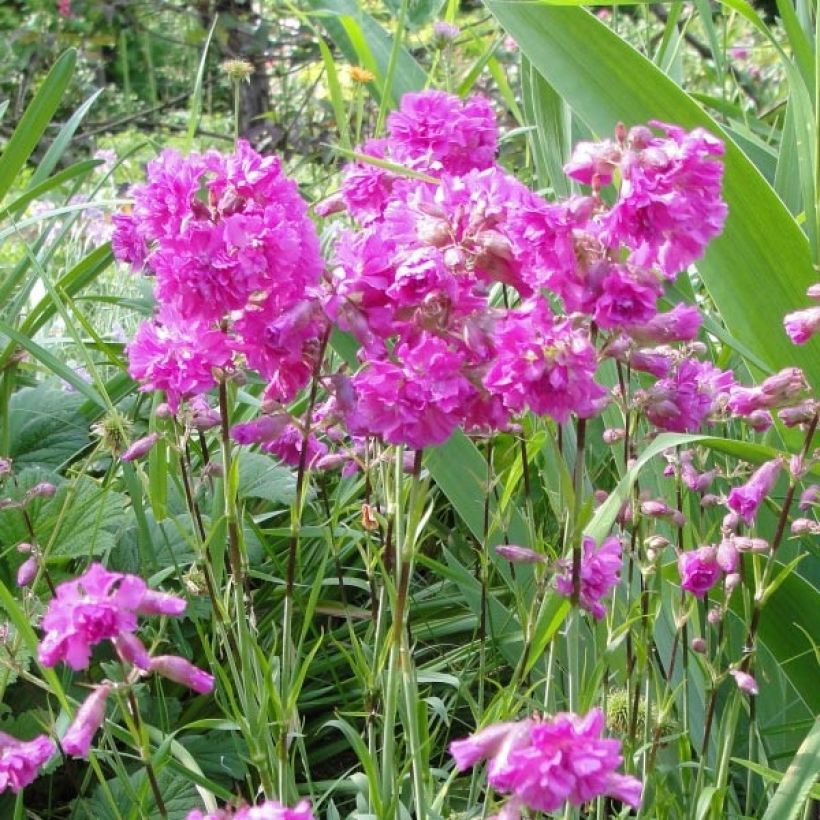 Alpen-Lichtnelke Rosea - Lychnis alpina (Blüte)