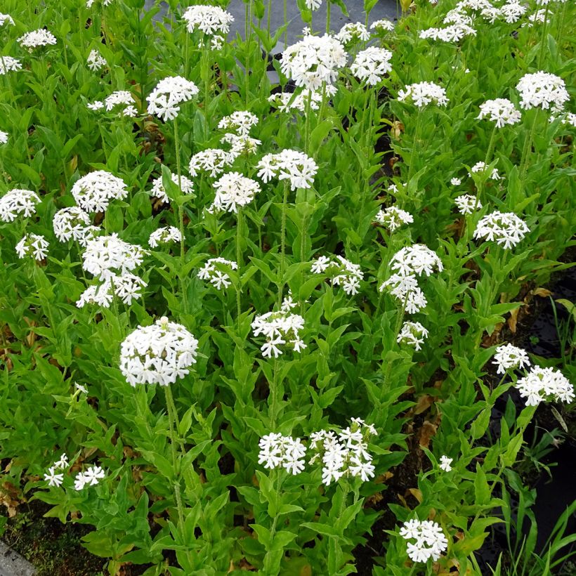 Lichtnelke Alba - Lychnis chalcedonica (Hafen)