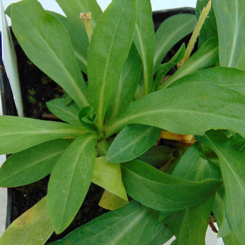 Lichtnelke Alba - Lychnis chalcedonica (Laub)