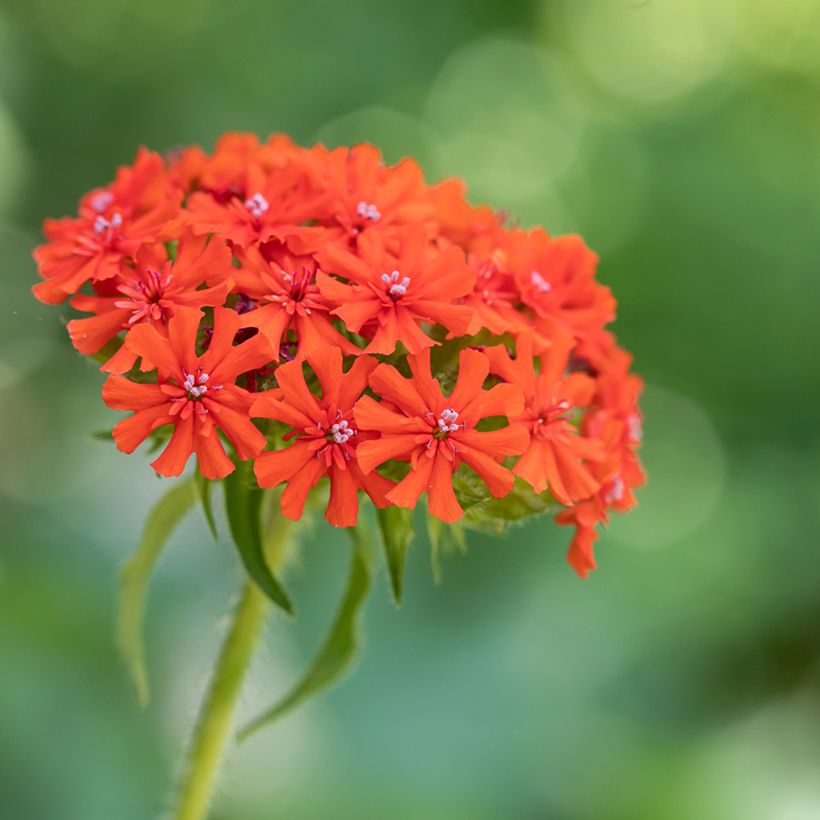 Lichtnelke Flore Pleno - Lychnis chalcedonica (Blüte)