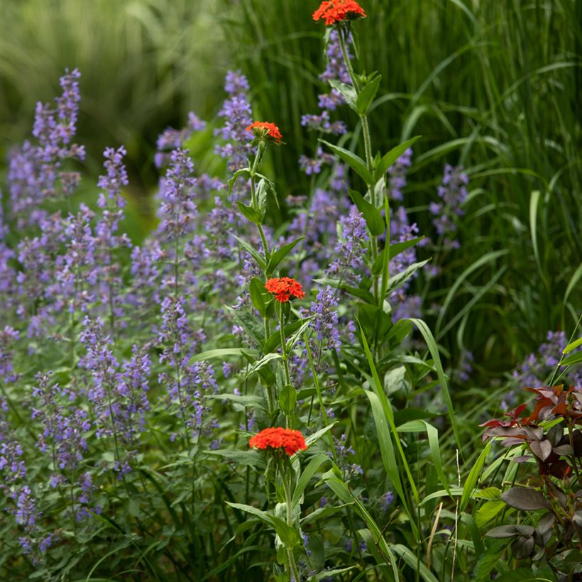 Lichtnelke Flore Pleno - Lychnis chalcedonica (Hafen)