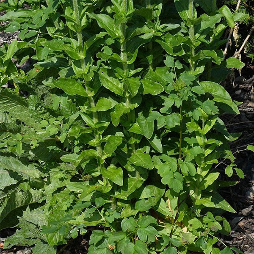 Lichtnelke Flore Pleno - Lychnis chalcedonica (Laub)