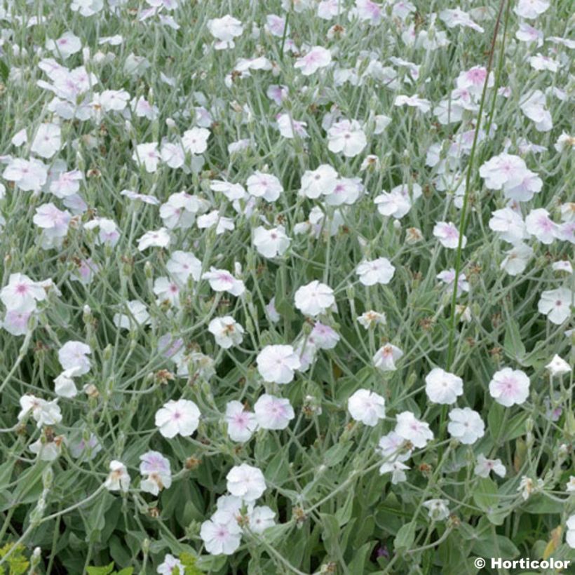 Kranz-Lichtnelke Alba - Lychnis coronaria (Blüte)