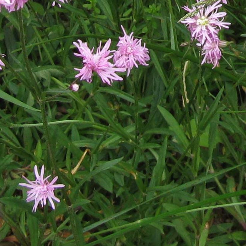 Kuckucks-Lichtnelke Jenny - Lychnis flos-cuculi (Laub)