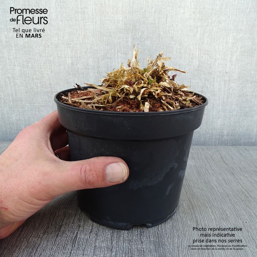 Exemplar von Lychnis flos cuculi Jenny - Oeillet des prés rose en pot de 2L/3L wie im Winter geliefert