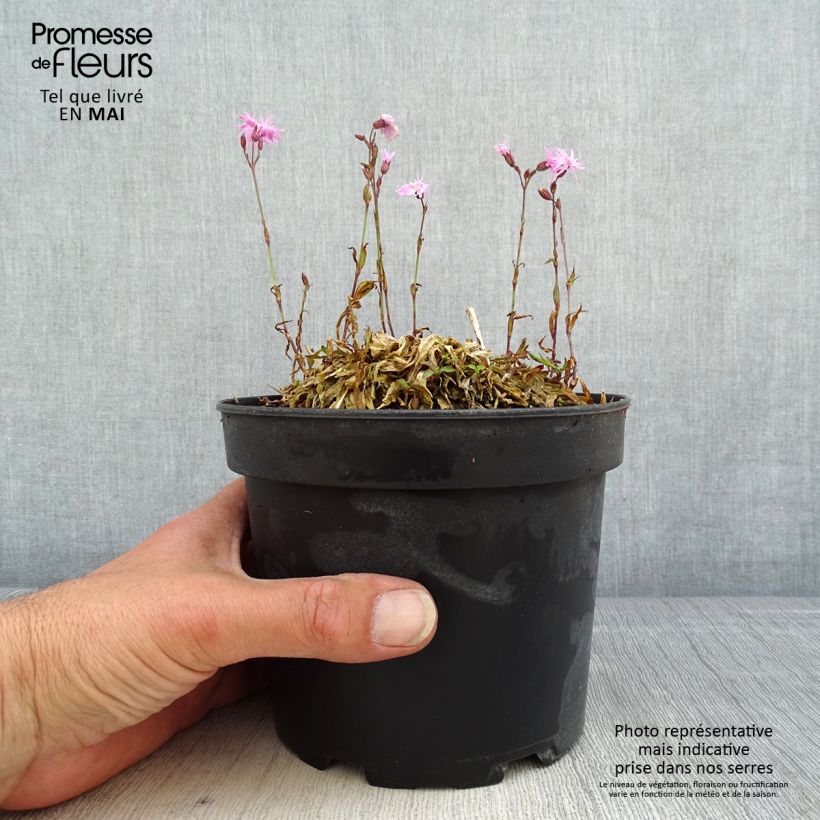 Exemplar von Kuckucks-Lichtnelke Jenny - Lychnis flos-cuculi Topf mit 2L/3L wie im Frühjahr geliefert