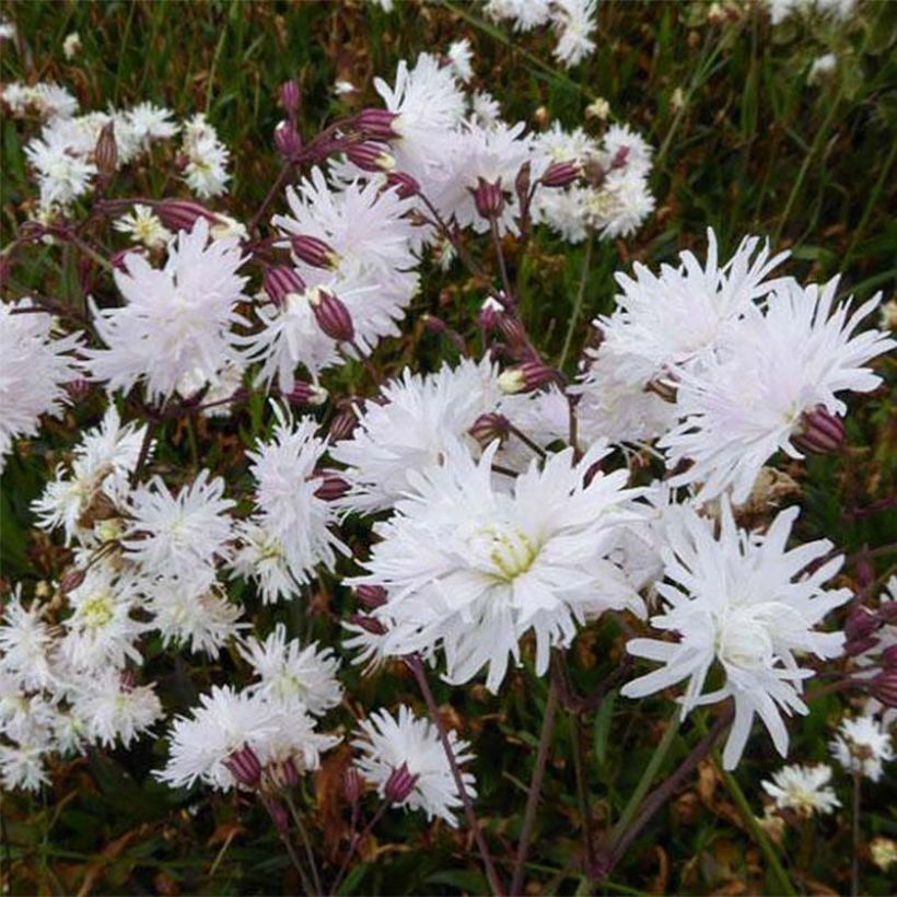 Kuckucks-Lichtnelke Petit Henri - Lychnis flos-cuculi (Blüte)