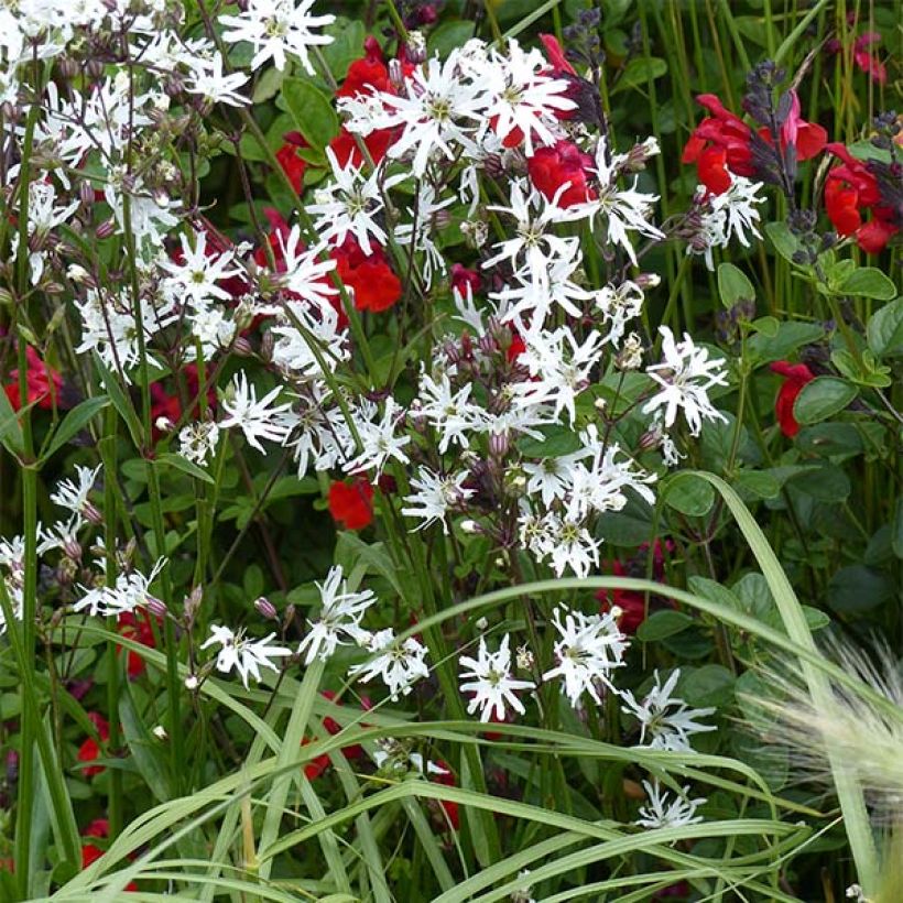 Kuckucks-Lichtnelke White Robin - Lychnis flos-cuculi (Hafen)