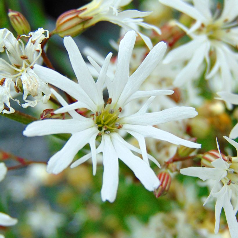 Kuckucks-Lichtnelke White Robin - Lychnis flos-cuculi (Blüte)